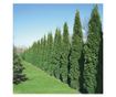 Set de 15 bucati Tuia Smaragd inaltime de 35 -40 cm