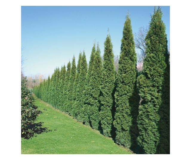 Set de 10 bucati Tuia Smaragd inaltime de 35 - 40 cm