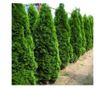 Set de 15 bucati Tuia Smaragd inaltime de 35 -40 cm