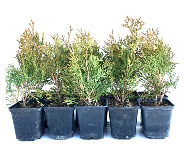 Set de 10 bucati Tuia Smaragd inaltime de 35 - 40 cm