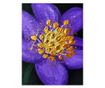 Tablou birou Tablou floare, dimensiuni 18x12 cm