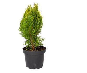 Planta naturala Thuja orientalis var Aurea Nana, conifer vesnic verde, de exterior, in ghiveci, C2, Ø 15/25 cm, H 25/35 cm, verd