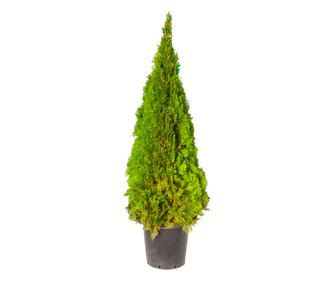 Tuia/Thuja Occidentalis Smaragd ghiveci 30L inaltime160-180 cm