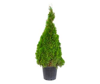 Tuia/Thuja Occidentalis Smaragd ghiveci 30L inaltime 125-150 cm