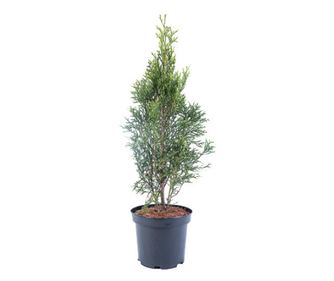 Tuia - Thuja Occidentalis Smaragd 60 - 80 cm