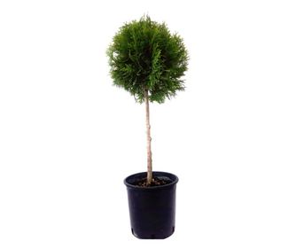 Thuia/Thuja Occidentalis Smaragd Topiary ghiveci 7L inaltime 60-80 cm