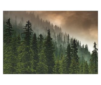 Fototapet Muralo, Padure, Cer In Ceata, Decor Tropical  400x280cm