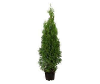 Tuia Thuja Smaragd 80+ cm