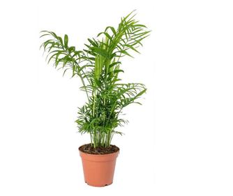 Palmier pitic (Chamaedorea elegans) - 55 cm, Verdena