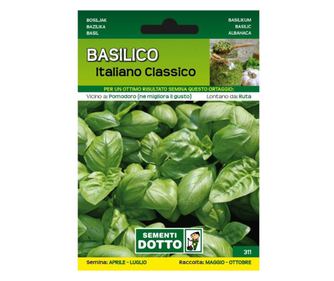 Seminte VOGLIAPICCANTE, Busuioc Italian Clasic, plic 3.5 grame
