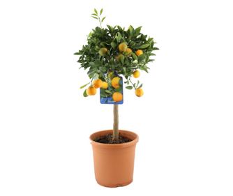 Calamondino Citrus Calamondino, 5 literes fazék, h 80 cm