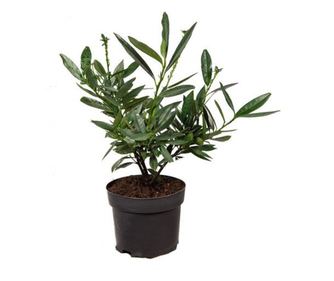 Prunus laurocerasus Otto Luyken - иналтайм 40 - 60 см