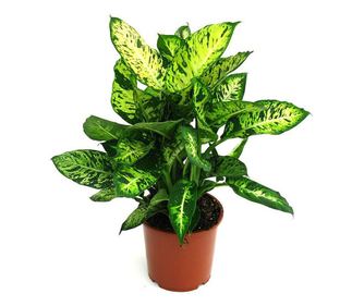 Dieffenbachia Compacta - 40 см, Вердена