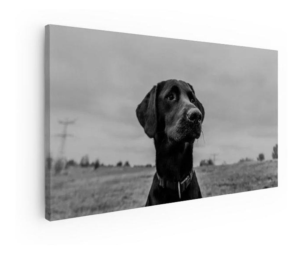 Slika, Black Dog, 100x200 cm - 3