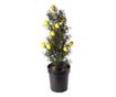 Umetna okrasna rastlina, sadilnik s sadjem, 60 cm, GLN 251M