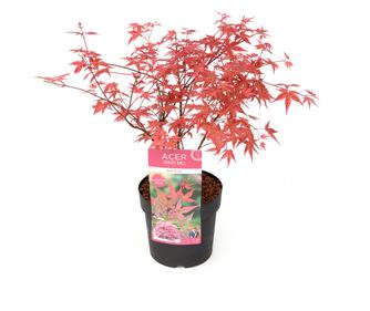 Japán juhar - Acer palmatum 'Beni Maiko' - 60-70cm magas - ⌀19cm