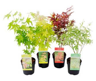 Arțar japonez - 4 buc - Acer palmatum - Înălţime 25-40cm - ⌀11cm