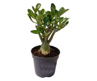Trandafirul deșertului - Adenium obesum - Înălţime 25-40cm - ⌀11cm