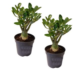 Trandafirul deșertului - 2 buc - Adenium obesum - Înălţime 25-40cm - ⌀11cm