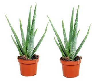 Planta de aloe vera - 2 buc - Aloe barbadensis - Înălţime 25-40cm - ⌀11cm