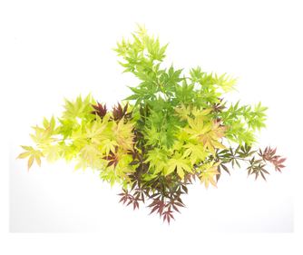 Японски клен - Acer palmatum 'Festival' - Височина 60-70см - ⌀19см