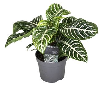 Sárkányfüzér - Aphelandra squarrosa 'Botanica' - 25-45cm magas - ⌀13cm