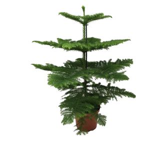 Sobna jela - Araucaria heterophylla - Visina 70-80cm - ⌀21cm