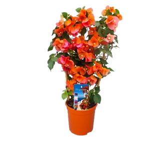 Murvafürt - Bougainvillea 'Dania' - 50-60cm magas - ⌀17cm