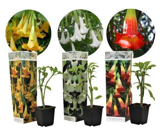Kristavec - 3 kos - Brugmansia - Višina 25-40cm - ⌀9cm