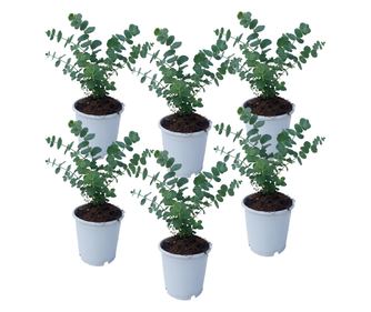 Eukaliptus - 6 kom. - Eucalyptus 'Pulverulenta' - Visina 25-40cm - ⌀12cm