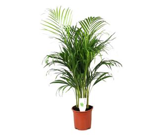 Palmier Areca - Dypsis lutescens - Înălţime 100-120cm - ⌀21cm