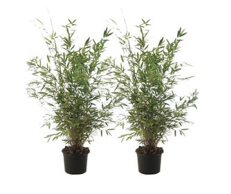 Tufa de bambus - 2 buc - Fargesia nitida 'Gansu' - Înălţime 50-70cm - ⌀17cm