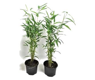 Bambusz - 2 db - Fargesia papyrifera 'Blue Dragon' - 30-40cm magas - ⌀13cm