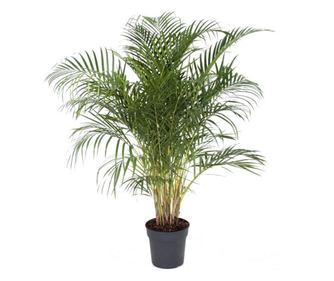Palma areka - Dypsis lutescens - Višina 140-150cm - ⌀27cm