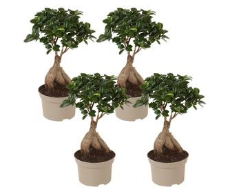 Bonsai - 4 kom. - Ficus microcarpa - Visina 30-40cm - ⌀12cm