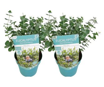 Eukaliptusz - 2 db - Eucalyptus pulverulenta 'Baby Blue' - 35-45cm magas - ⌀15cm