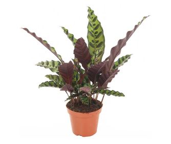 Planta paun - Goeppertia insignis - Înălţime 30-40cm - ⌀12cm