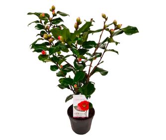 Japán kamélia - Camellia japonica 'Dr. King' - 50-60cm magas - ⌀15cm