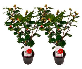 Japán kamélia - 2 db - Camellia japonica 'Dr. King' - 50-60cm magas - ⌀15cm