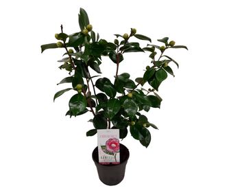 Japán kamélia - Camellia japonica 'Bonomiana' - 50-60cm magas - ⌀15cm