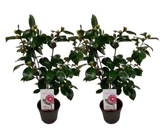 Japán kamélia - 2 db - Camellia japonica 'Bonomiana' - 50-60cm magas - ⌀15cm