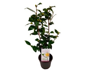 Japán kamélia - Camellia japonica 'Brush Field' - 50-60cm magas - ⌀15cm
