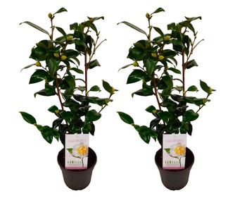 Japán kamélia - 2 db - Camellia japonica 'Brush Field' - 50-60cm magas - ⌀15cm