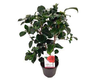 Japán kamélia - Camellia japonica 'Lady Campbell' - 50-60cm magas - ⌀15cm