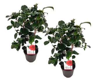 Japán kamélia - 2 db - Camellia japonica 'Lady Campbell' - 50-60cm magas - ⌀15cm