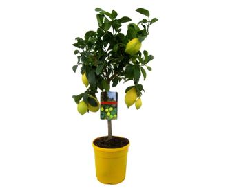 Limona - Citrus limon - Višina 60-70cm - ⌀19cm