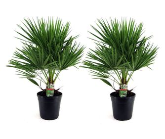 Lószőrpálma - 2 db - Chamaerops humilis - 70-80cm magas - ⌀21cm