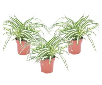Zeleni ljiljan - 3 kom. - Chlorophytum comosum 'Atlantic' - V25-40cm - ⌀12cm
