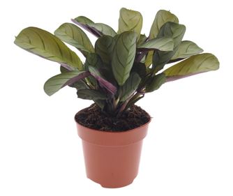 Lándzsadísz - Ctenanthe 'Amagris' - 20-30cm magas - ⌀12cm