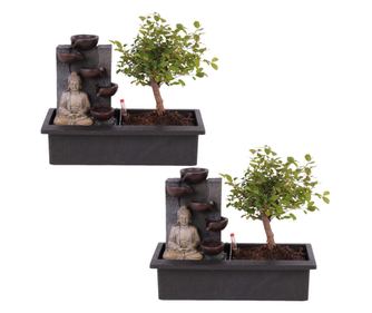 Arborele bonsai - 2 buc - Bonsai - Înălţime 25-35cm - ⌀29cm